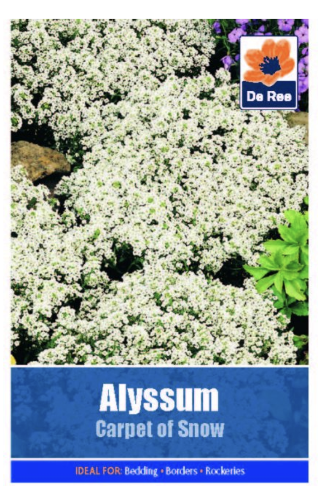 Alyssum Carpet Of Snow Seed