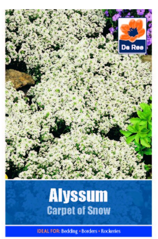 Graines d'alysse corbeille d'argent