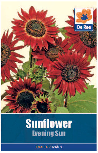 Graines de Tournesol De Ree « Evening Sun »