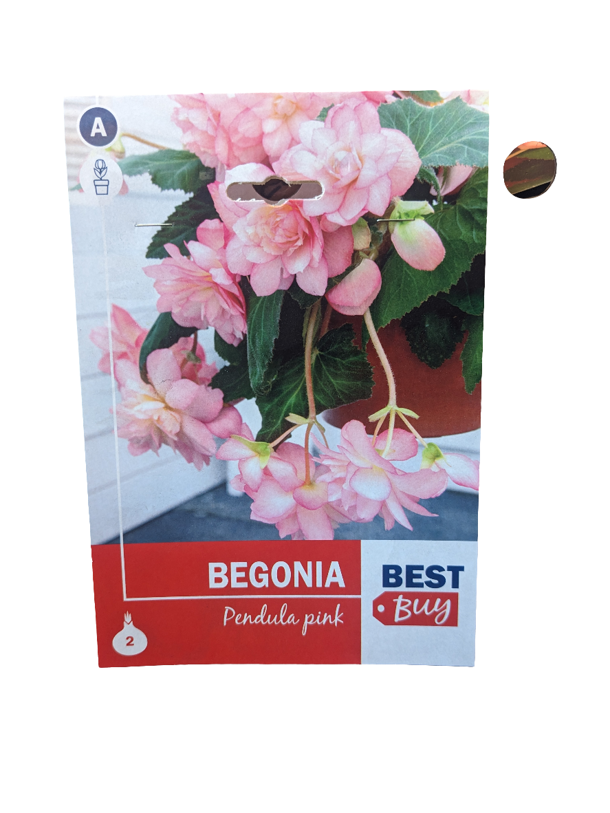 De Ree Begoina pendula  pink Bulbs