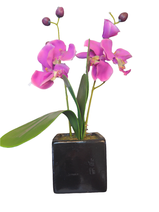 Orchidée en pot carré
