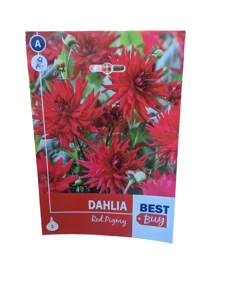 De Ree Dahlia Red Pigmy 1Bulb