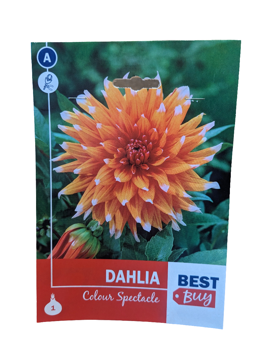 De Ree Dahlia Colour Spectacle 1 bulbe