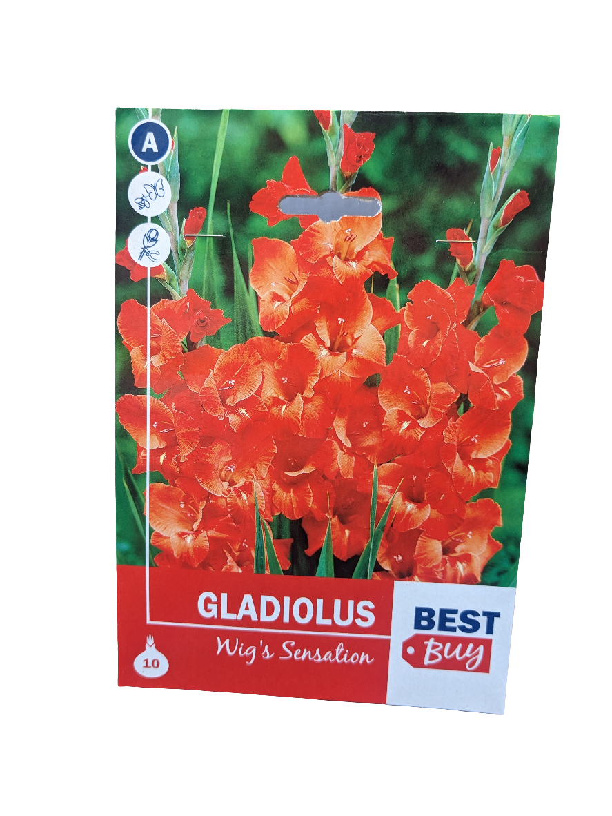 De Ree Gladiolus wigs sensation