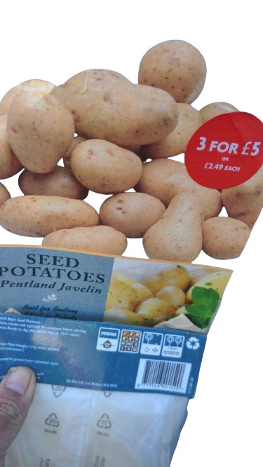 Seed potatoes javelin