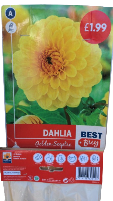 De Ree Dahalia Golden sceptre