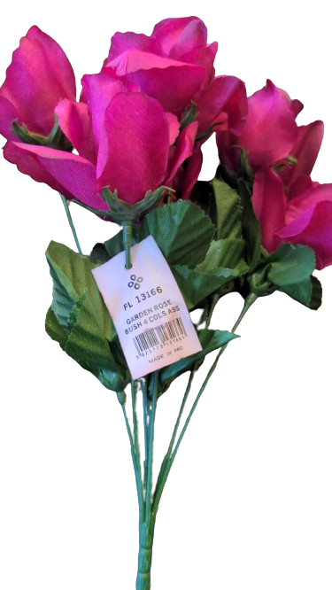 Rosier de jardin colosse