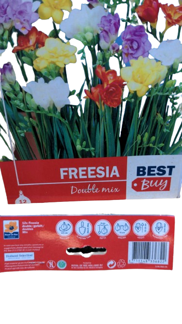 Freesia doulla mélangées