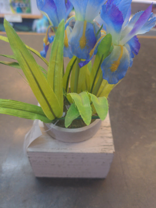 Mini Iris dans un cadre en bois