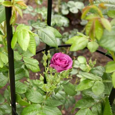 Kingfisher Garden ObeliskGarden Obelisk. Black