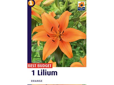 De Ree 1 Lilium Orange