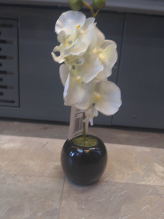 Mini orchidée en sphère